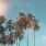 a view of palm trees with the sun in the sky