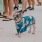 a dog wearing a shirt with a leash